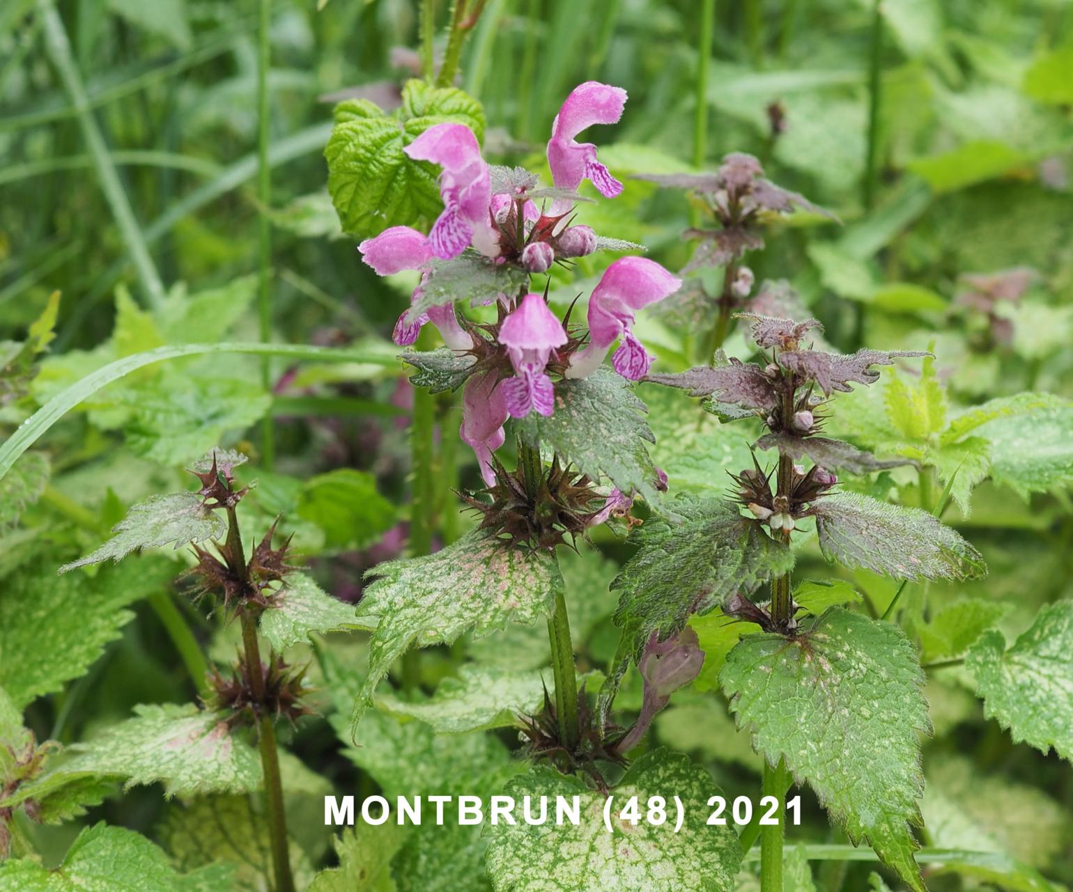 Dead-nettle, Spotted